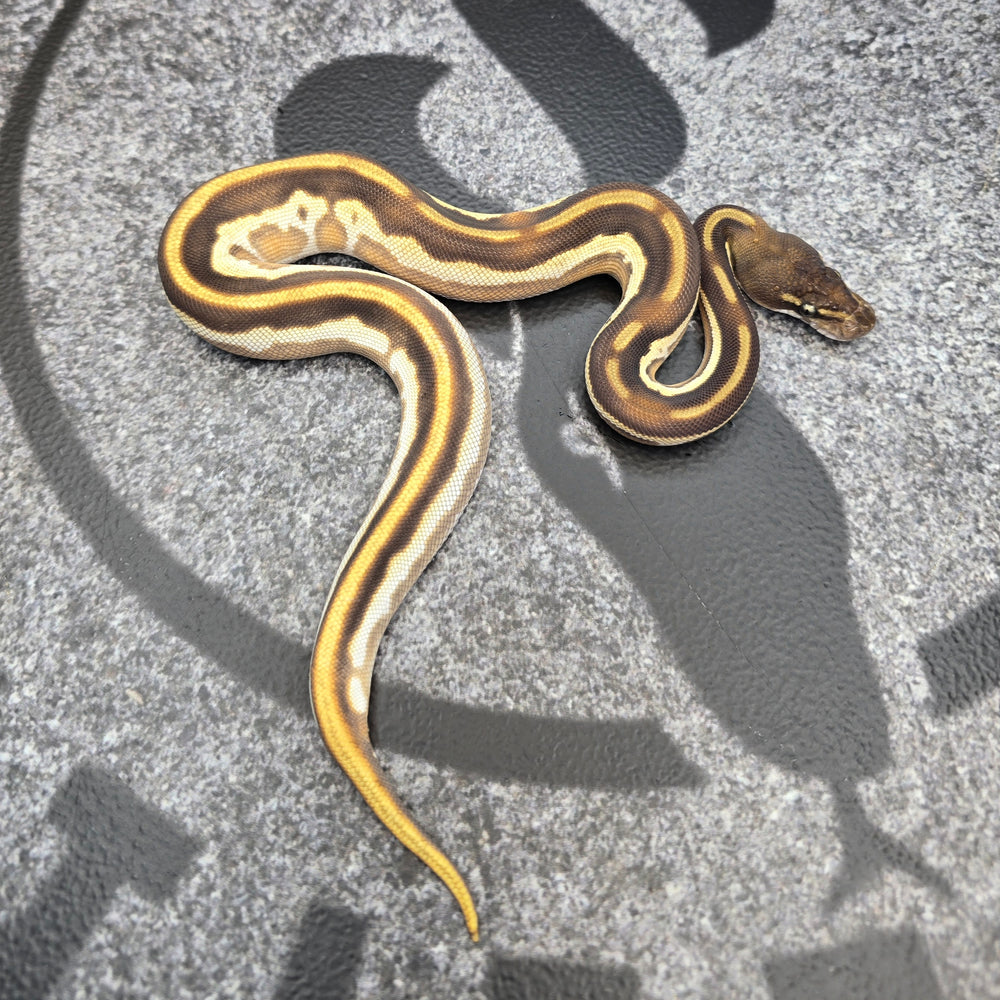26 BH OD Mojave Leopard het Pied pos YB male