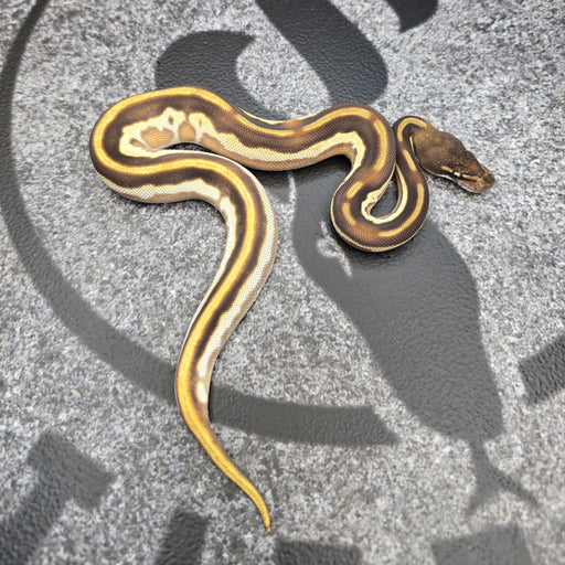 26 BH OD Mojave Leopard het Pied pos YB male