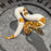 25 YB Scrambler Pied het Hypo female