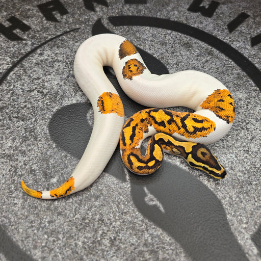 25 YB Scrambler Pied het Hypo female