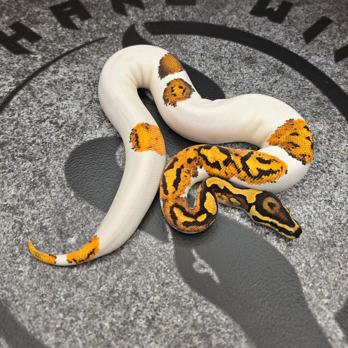 25 YB Scrambler Pied het Hypo female