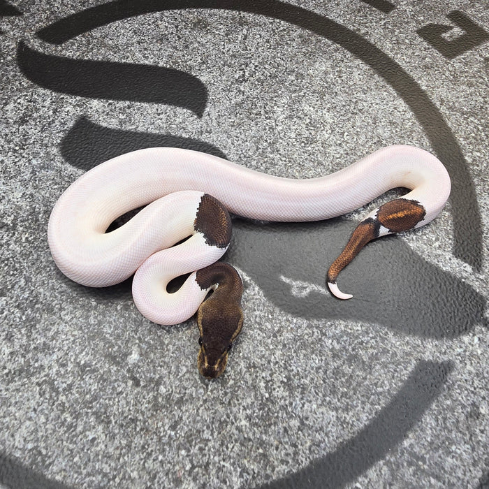 25 Black Pastel Pied male