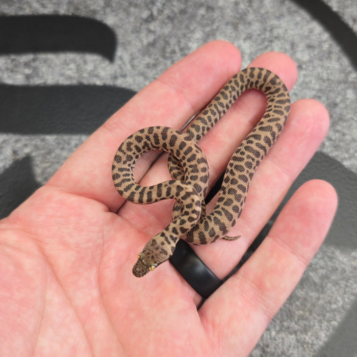 26 Children's Python 100% het Black Eye female
