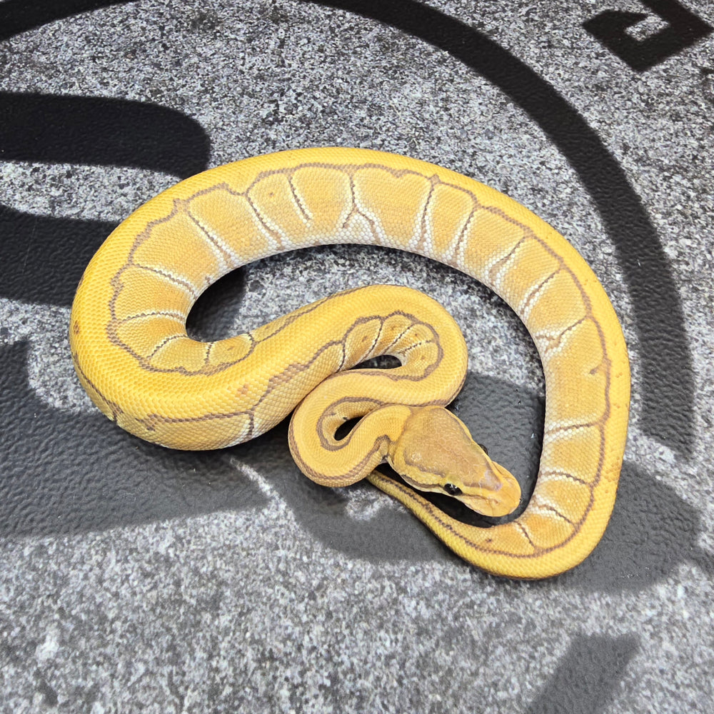 25 Cypress Pinstripe Hypo het DG female