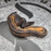 26Super BH Leopard YB het Pied 50% het Hypo female