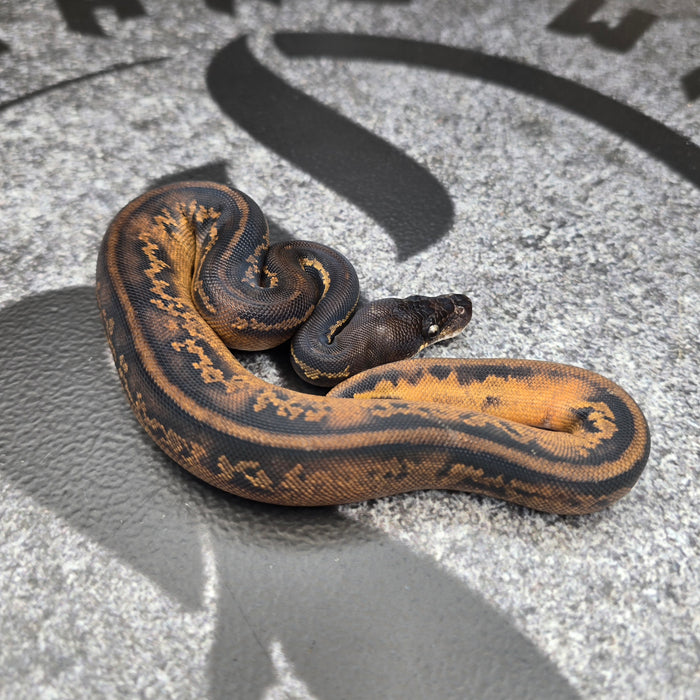 26Super BH Leopard YB het Pied 50% het Hypo female