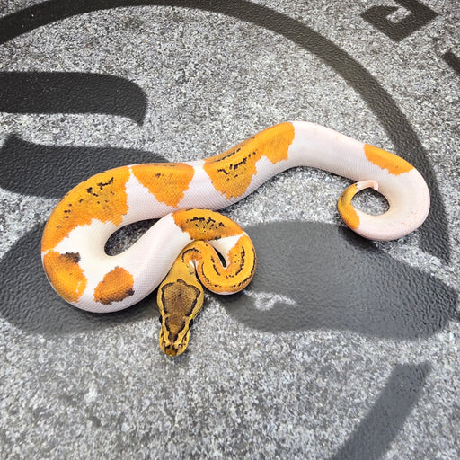 25 OD Pin YB Pied het Hypo female