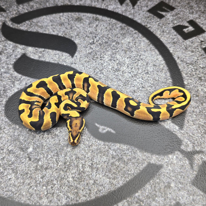 26 OD Jaguar het Hypo male