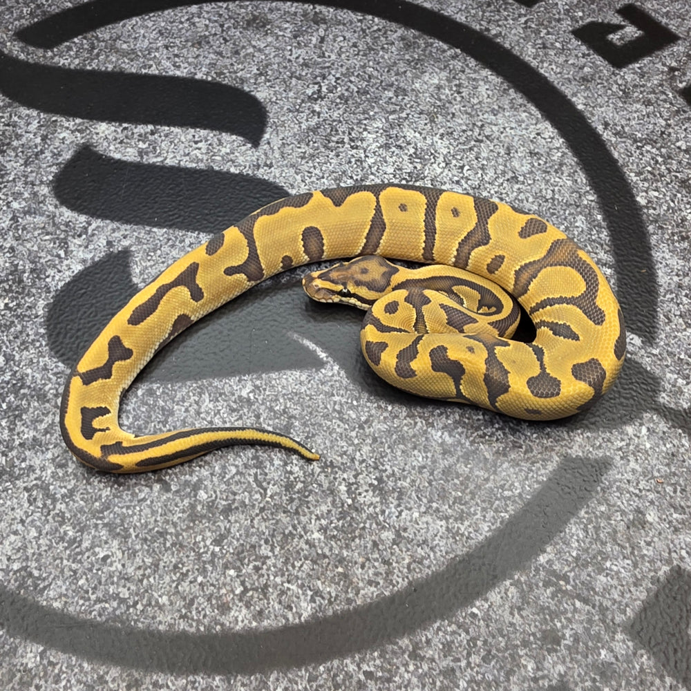 26 Vanilla Leopard Hypo het DG pos Vanilla YB female