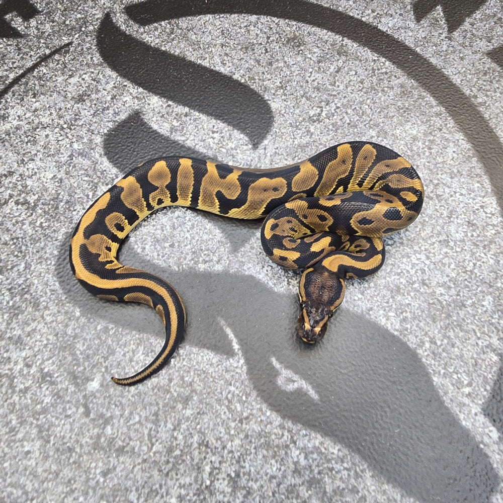 25 Chocolate Leopard het DG 50% het Hypo female