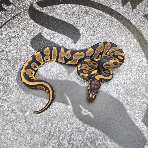 25 Chocolate Leopard het DG 50% het Hypo female