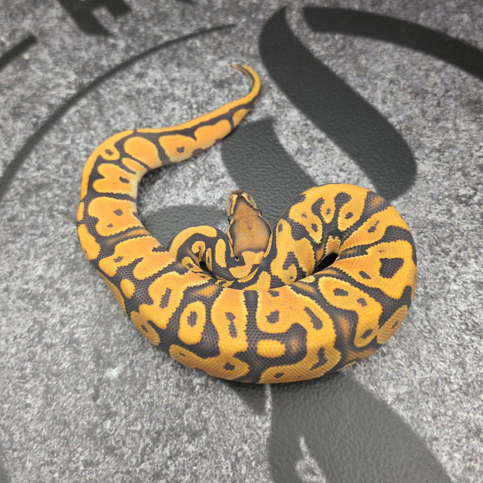 26 OD HGW YB Hypo het Pied female
