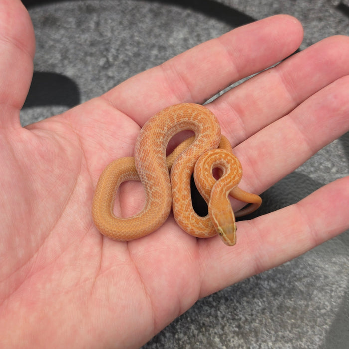 26 Tpos het Blue Eye 50% het Hypo male 09M1