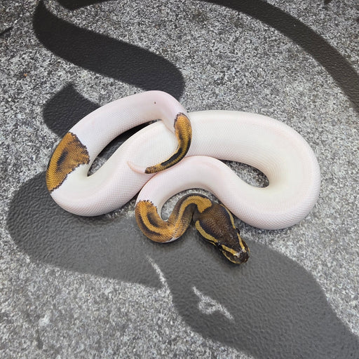 25 Chocolate Pied het DG het Hypo female