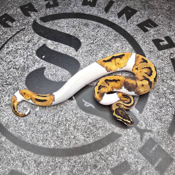 25 Pied het DG het Hypo female