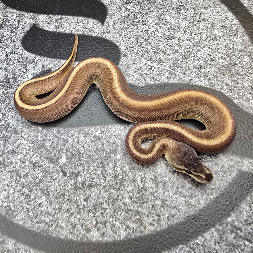 25 BH G Stripe 66% het Clown Hypo male