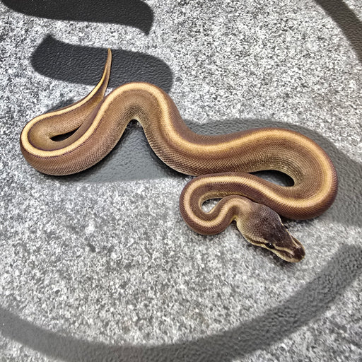 25 BH G Stripe 66% het Clown Hypo male