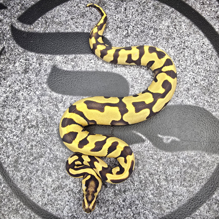 25 Chocolate Enchi Leopard DG 50% het Hypo female