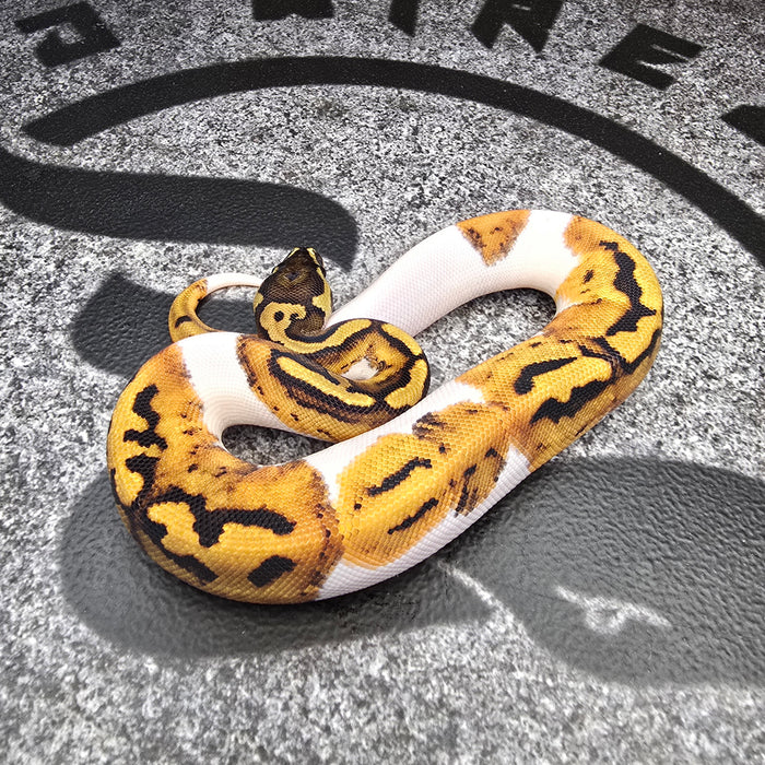 25 Pied het Hypo male