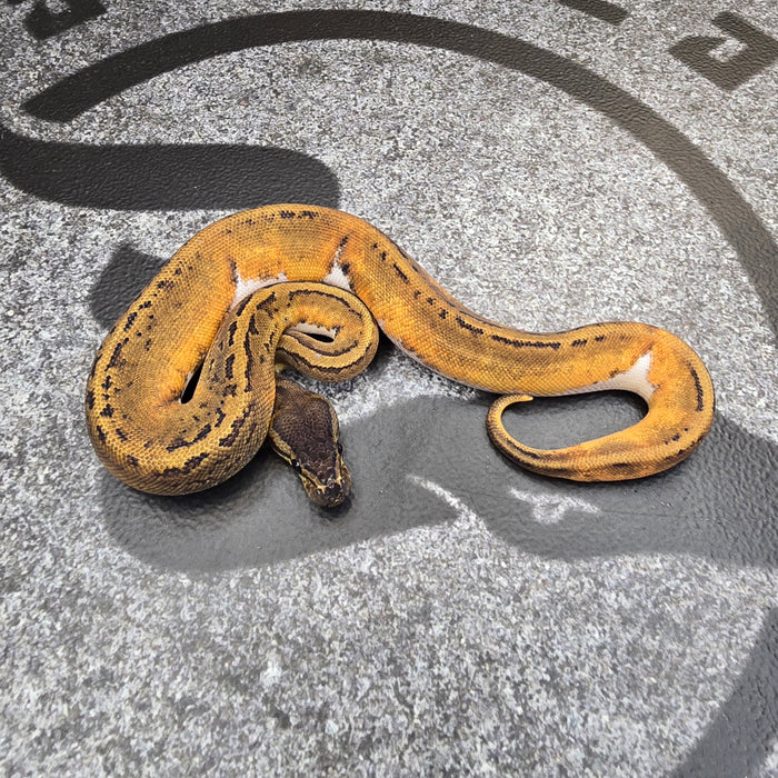 25 BH Pin Pied female