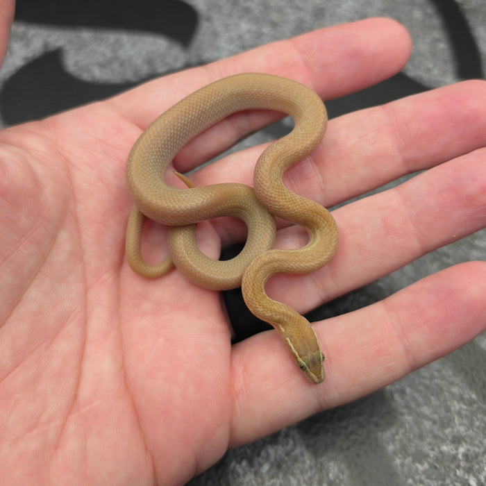 26 31.25% Zambian Green Hypo het Tpos Albino male