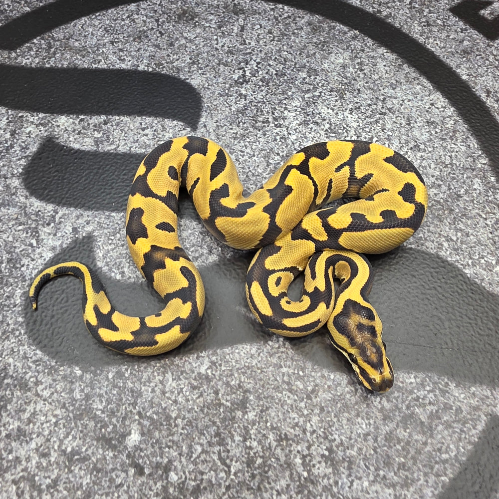 26 Leopard Enchi DG het Hypo pos Vanilla YB female