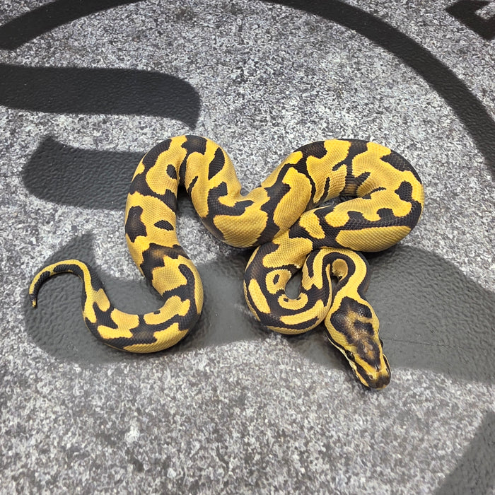 26 Leopard Enchi DG het Hypo pos Vanilla YB female