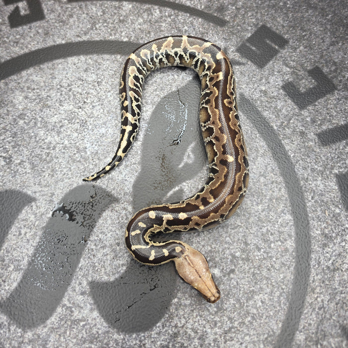26 Chromehead Short Tail female F1