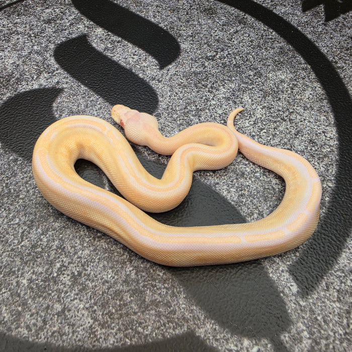 26 GHI Cypress Black Pastel Albino male