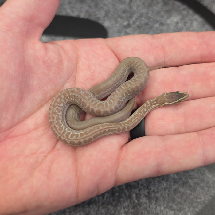 26 Hypo het Tpos Albino African House Snake female 13F8
