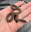 26 Pure Racerback Africa House Snake female