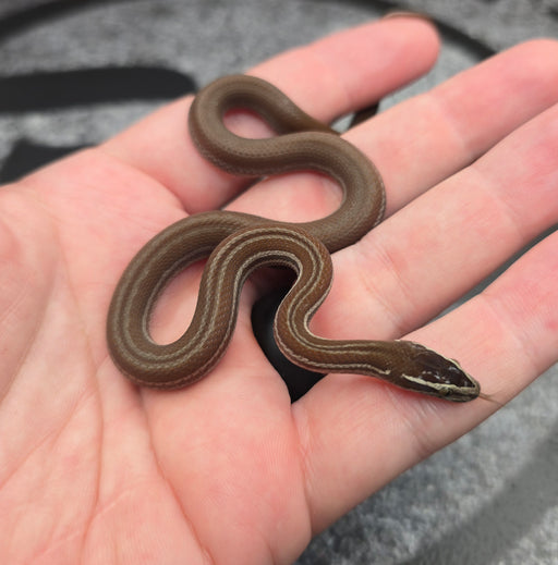 26 Pure Racerback Africa House Snake female F5