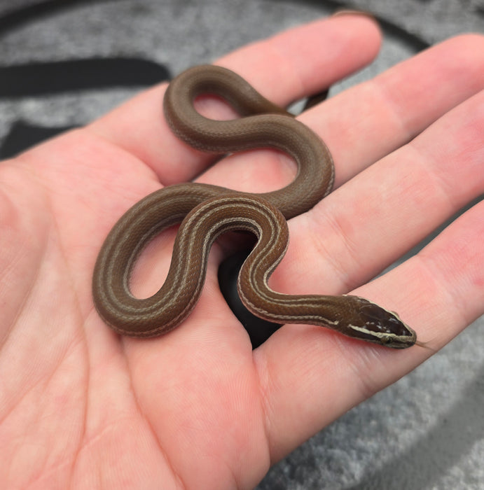 26 Pure Racerback Africa House Snake female