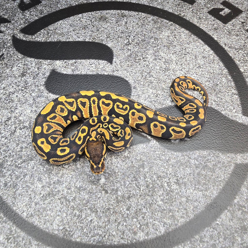 25 Trick het Clown het Pied female