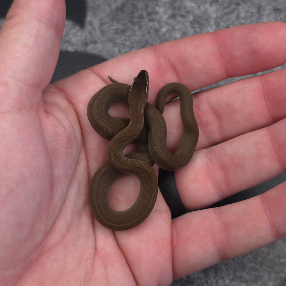 26 50% Uganda Green 50% Racerback male African House Snake