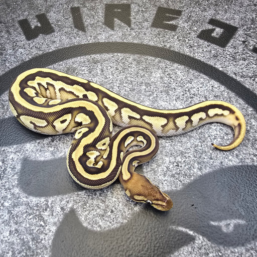 24 Arroyo OD Mojave het Pied female