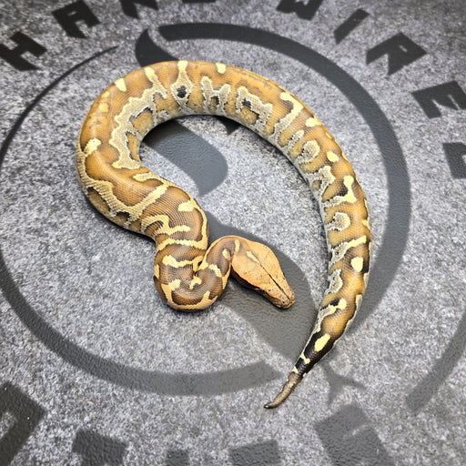 24 Borneo Short Tail Python Female 3