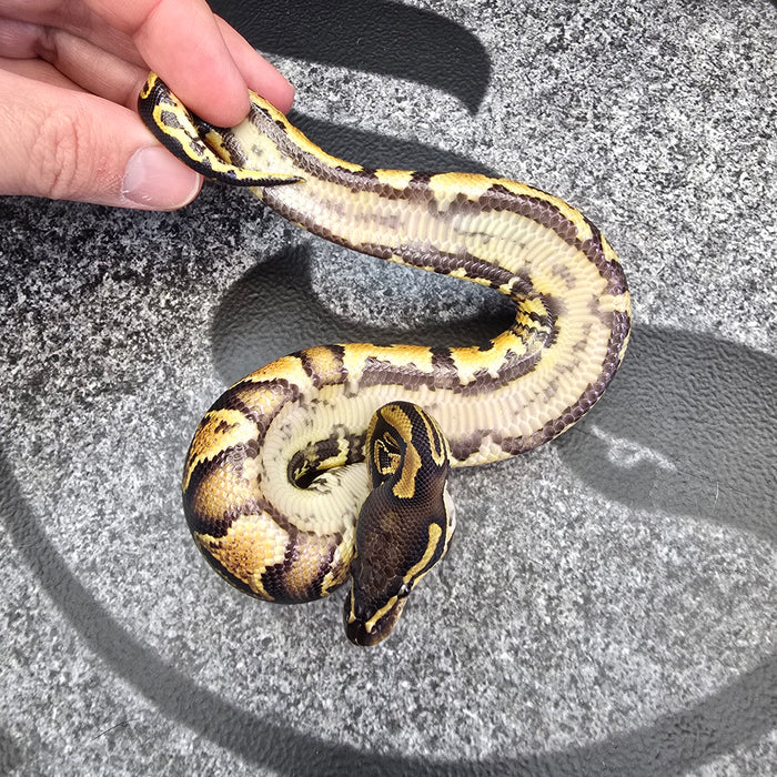 25 Trojan Trick het Clown het Pied male
