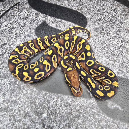 25 Trojan Trick YB het Clown het Pied female