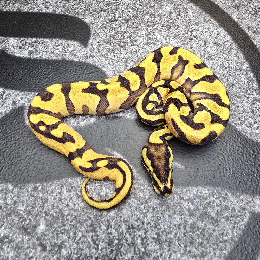 25 OD Enchi het Hypo het Pied female