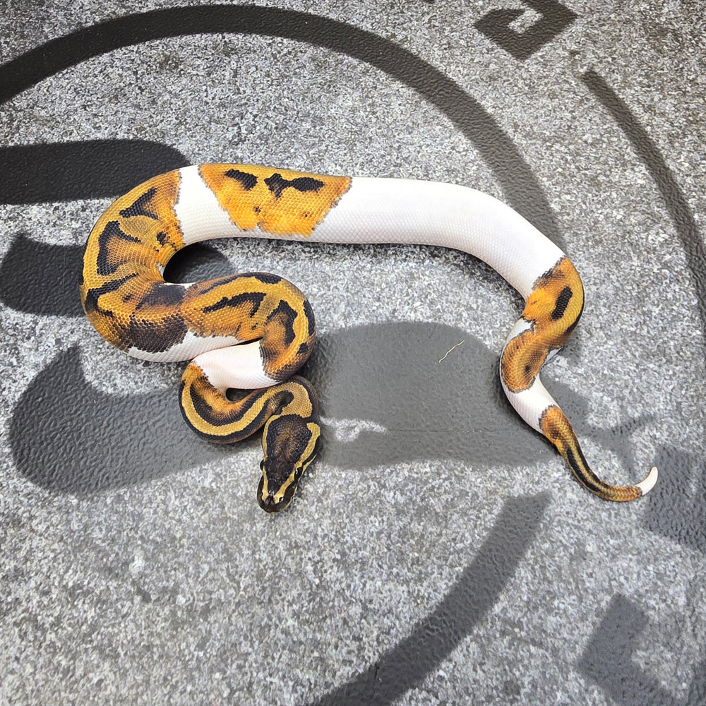 25 Pied het DG het Hypo female