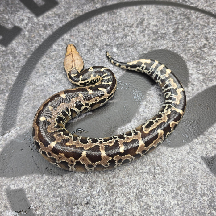 26 Chromehead Short Tail female F2