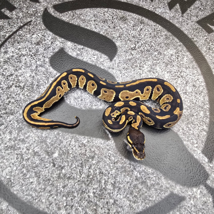 25 BH 66% het DG Pied female