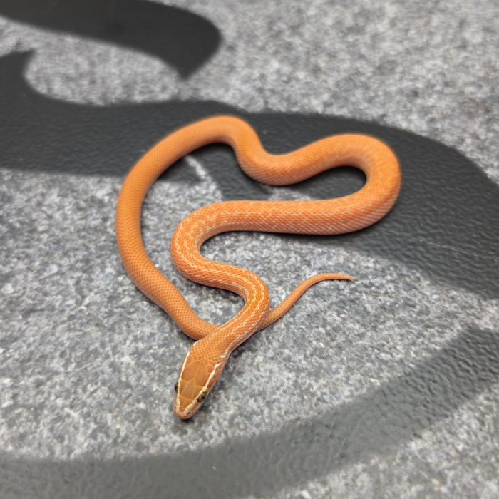 26 62.5%KZN Red Tpos Albino female 19F9