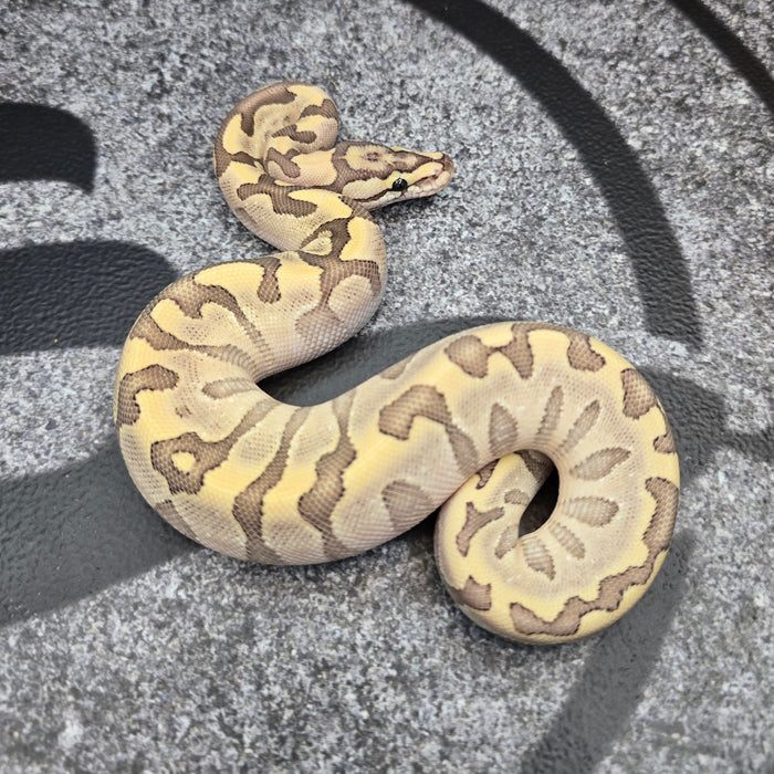 26 Bamboo het DG het Hypo pos Enchi YB Acid GHI female