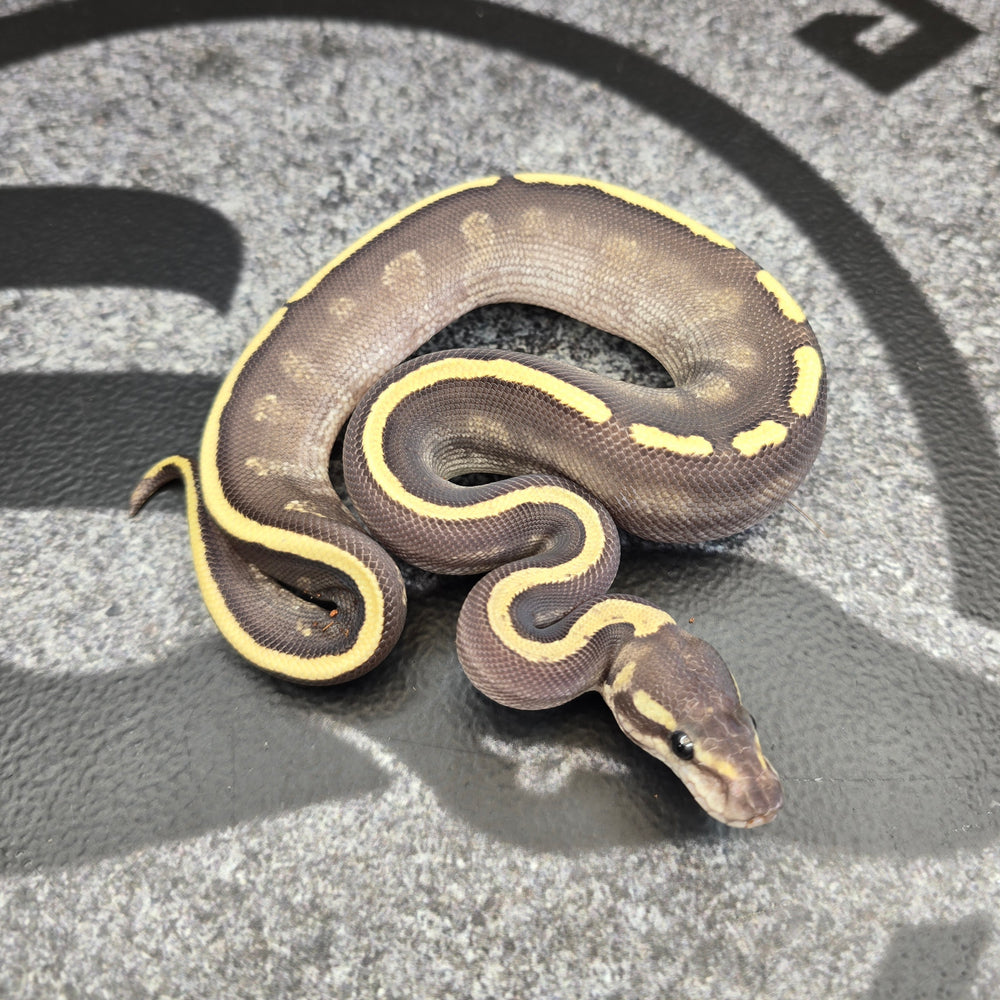 26 GHI Mojave het Hypo male