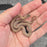 26 African House Snake Hypo het Tpos male 02M1