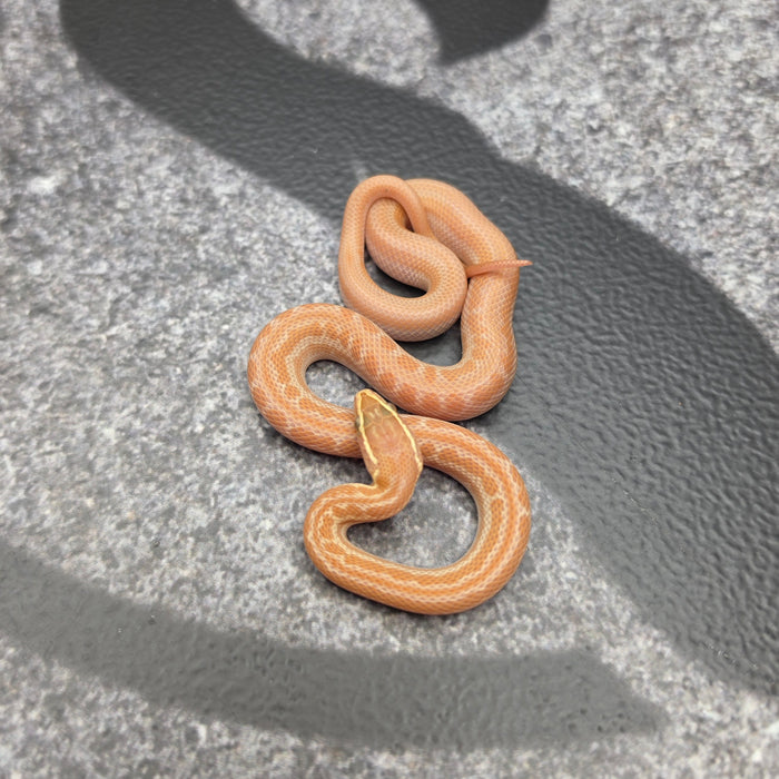2026 Tpos Albino het Hypo male MC22