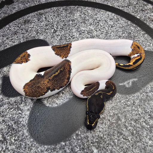 25 BH YB Pied female
