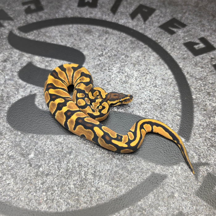 26 OD pos Scrambler het Hypo het Pied female